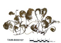 藏品(白齒苔科)的圖片